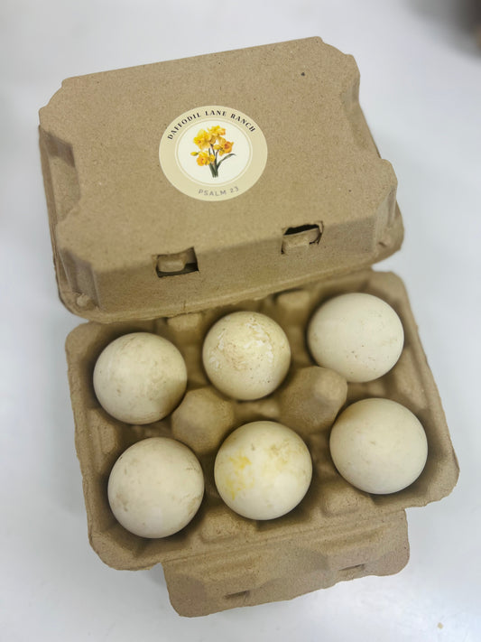 Duck Eggs